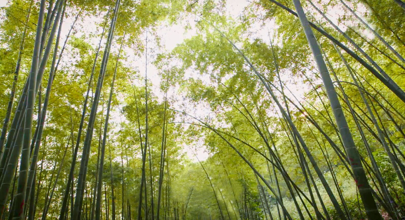 凤凰联盟平台注册·(唯一)官方网站
